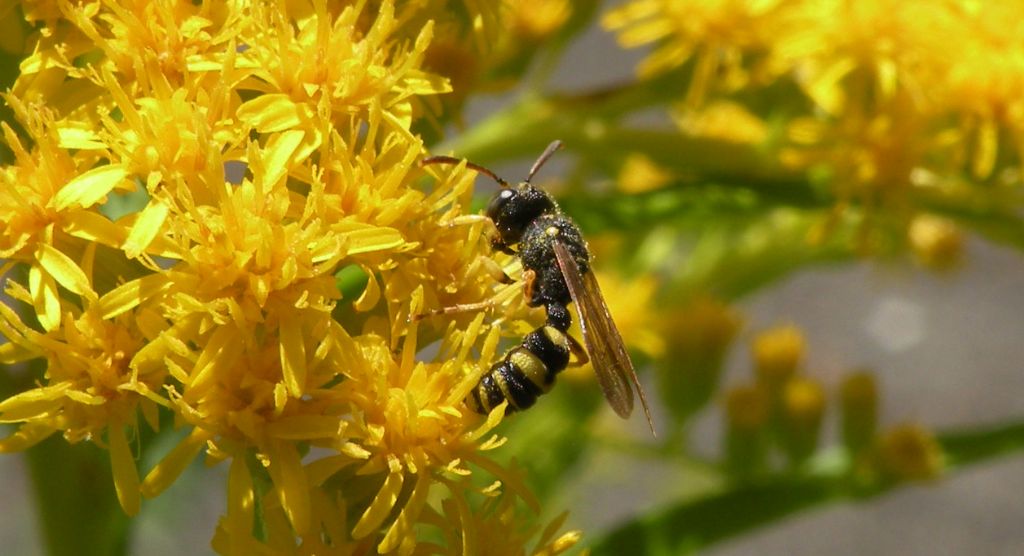 Cerceris sabulosa, maschio